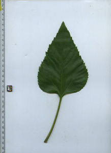 leaftop