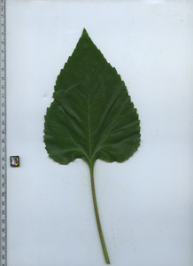 leaftop