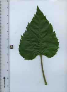 leaftop