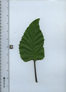 leaftop