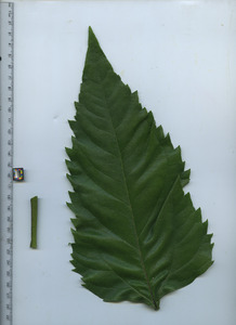 leaftop