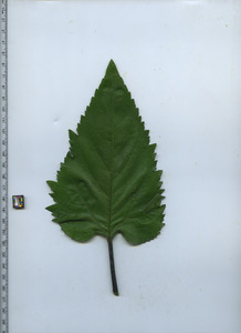leaftop