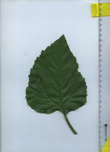 leaftop