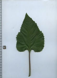 leaftop