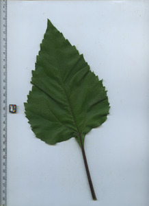 leaftop