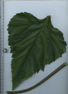 leaftop