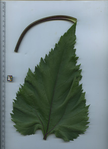 leaftop