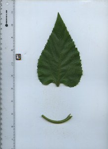 leaftop