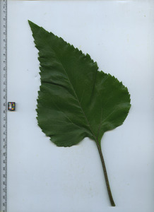 leaftop