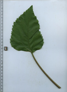 leaftop