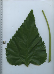 leaftop