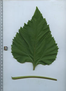 leaftop