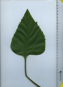 leaftop