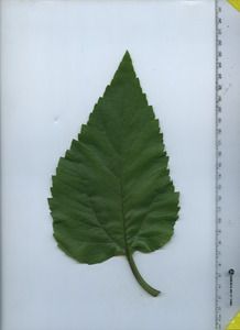 leaftop