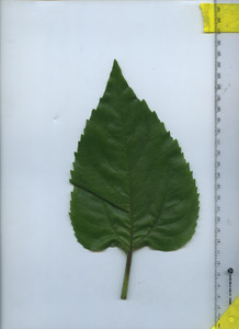 leaftop