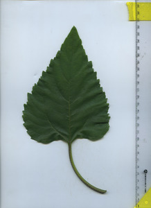 leaftop