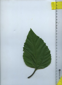 leaftop