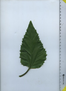leaftop