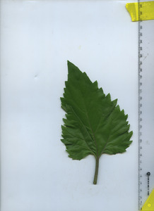 leaftop