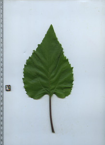 leaftop