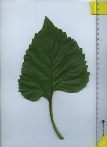leaftop