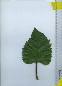leaftop