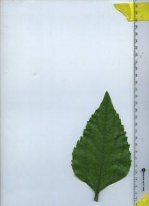 leaftop
