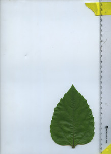 leaftop