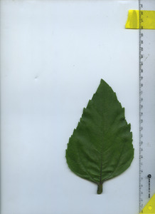leaftop
