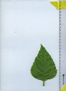 leaftop