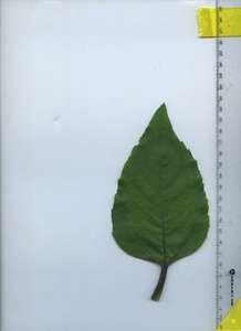 leaftop