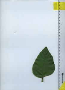 leaftop