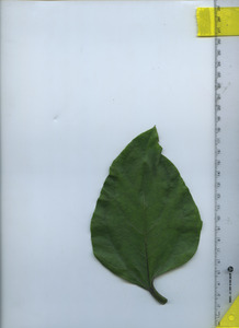 leaftop