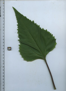 leaftop