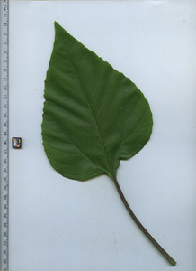 leaftop
