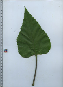 leaftop