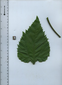 leaftop