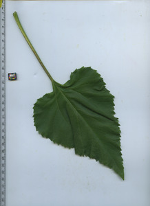 leaftop