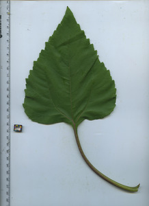 leaftop