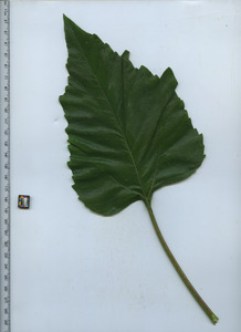 leaftop