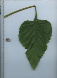 leaftop