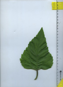 leaftop