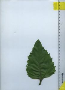 leaftop