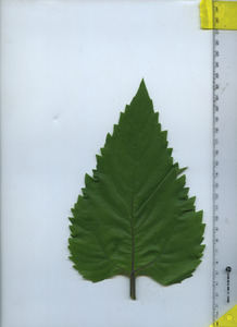leaftop