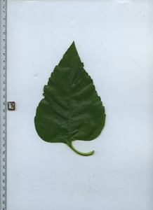leaftop