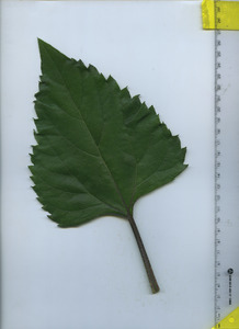 leaftop