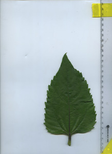 leaftop