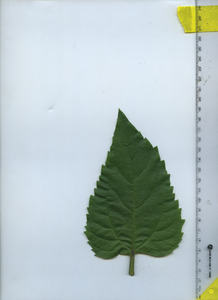 leaftop