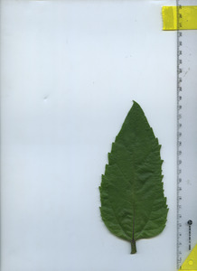 leaftop