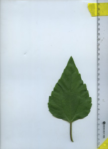 leaftop